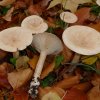 Infundibulicybe geotropa, Mönchskopf